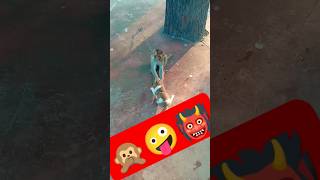 Dog bandar fight dog bandar funny cute monkey shorts short catlover [upl. by Etteneg]