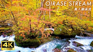 【4K Japan Walk】Oirase Stream in Autumn enjoying the warm color gradation as you walk [upl. by Bowerman775]