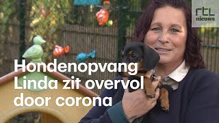 Linda moet honden weigeren haar dagopvang zit overvol door corona [upl. by Kelila235]