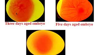 Lab 3A Inoculation in embryonated egg 1 [upl. by Adnohryt]