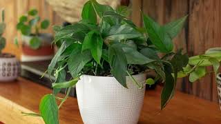 Plant Hunter Stories  Baltic Blue Pothos  Costa Farms Trending Tropicals® [upl. by Yahiya]