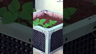 My Balcony Garden Tour 😍👨‍🌾  Mr Makapa shorts [upl. by Ettezus754]