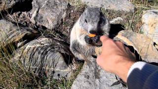 marmotte divertenti [upl. by Charissa]