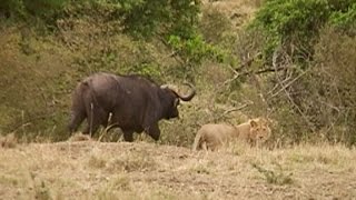 Lions vs Buffaloes [upl. by Ynnol150]