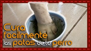 ¡Adiós a las patas lastimadas Remedio casero natural para curar las patas de tu perro [upl. by Foah]