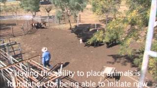 Stress Free Stockmanship Principles placing animals cattle [upl. by Hillman616]