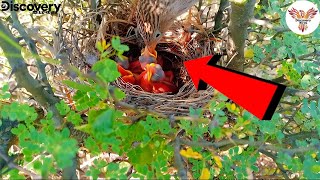 Common Babbler feeding worms small four babies  Babbler feeding discoverybirds [upl. by Shamma796]