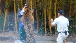 Caught On Tape Animal Trainer Fights Life After Tiger Attack  World News Tonight  ABC News [upl. by Namilus]