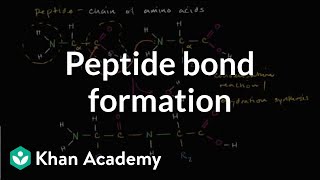 Protein Digestion And Absorption  Protein Metabolism [upl. by Safko]