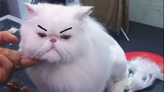 Funny Grumpy Cats Video Compilation [upl. by Eigroeg]