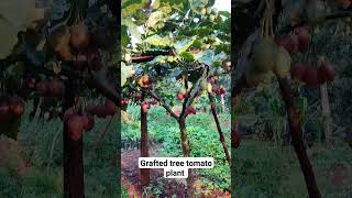 grafted tree tomato plants [upl. by Cormac]