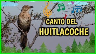 CANTO del HUITLACOCHE una AVE CANTORA que Maravilla con su sonido [upl. by Kinimod]