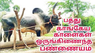 பத்து காங்கேய காளை மாடு வைத்துதிருக்கும் விவசாயிkangayam bull amp cow framer [upl. by Adyol]