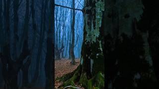 Mystical Forest in the Mist – Natures Magic NatureVibes CalmAtmosphere NatureBeauty Mindfulness [upl. by Cami]