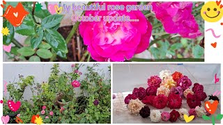 Rose Garden update and rainy season carerose gardening [upl. by Yanetruoc]