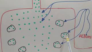 farmacocinética y farmacodinamia de los AINES por vía oral [upl. by Ardnic]