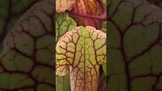 Pitcher plant catching live prey carnivorous plant sarracenia shorts [upl. by Janette]