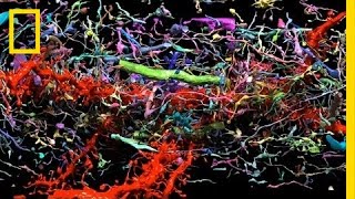 Beautiful 3D Brain Scans Show Every Synapse  National Geographic [upl. by Eudoca]