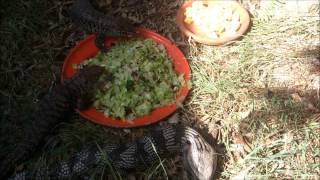 Cunningham skinks and Bluetongues feeding time [upl. by Edik652]