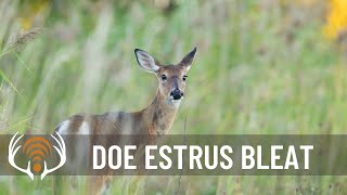 Doe Estrus Bleat  Call in Big Bucks [upl. by Drof18]