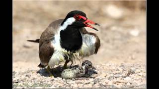 Red Wattled Lapwing [upl. by Mikah]