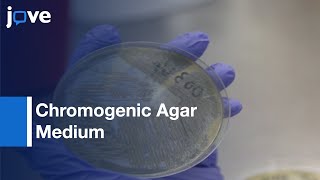 Chromogenic Agar Medium for the Detection of Vibrio Species  Protocol Preview [upl. by Fritzsche]