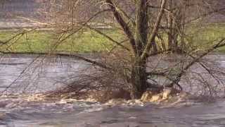 Hochwasser am Neckar nach Tauwetter  04012015 [upl. by Cleres221]