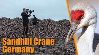 MEGA Rare Sandhill Crane in Germany 😱 [upl. by Thomasine]