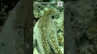 The octopus camouflage [upl. by Trinia]