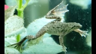 Introduction to African Dwarf Frogs Episode 1 [upl. by Japheth272]