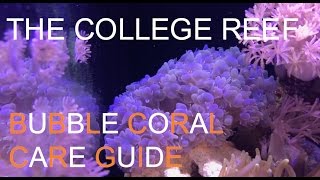 Bubble Coral Care Guide [upl. by Allicserp]