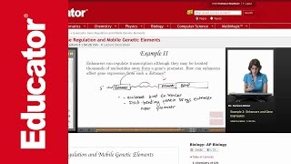 Enhancers and Gene Expression [upl. by Ysabel]