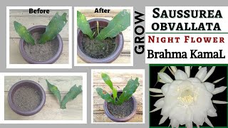 How To Grow Brahma KamaL Flower Plant From Leaf Cutting And How To repot It l Saussurea Obvallata [upl. by Netsirk916]