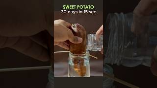 TIME LAPSE  sweet potato in water for a month timelapse [upl. by Eocsor]