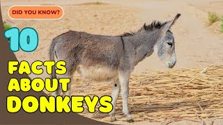 10 Surprising Facts About Donkeys You Didn’t Know 🐴 [upl. by Itsyrc]