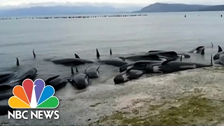 Hundreds Of Beached Whales Stranded In New Zealand  NBC News [upl. by Pettit319]