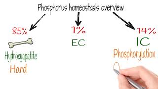 Hypophosphatemia Electrolytes part 8 [upl. by Enimasaj]