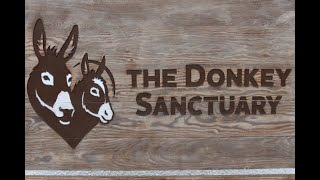 DONKEY SANCTUARY SIDMOUTH DEVON 2022 [upl. by Adnah]