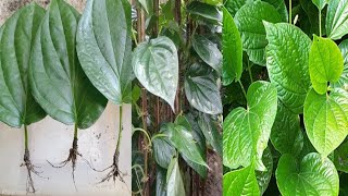 How To Grow Betel Leaves Paan Plant From Single Leaveskhairultreegardentips viralvideo [upl. by Hakim]