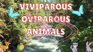 VIVIPAROUS AND OVIPAROUS ANIMALS [upl. by Hakilam53]