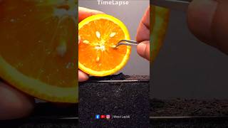 Orange Growing  Time Lapse 😱  timelapse shorts growingplants lapse growplants growth seeds [upl. by Ellehsem]