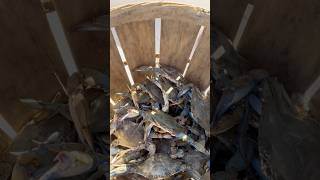 crabbing marylandbluecrab centerconsole trotline talbotcounty crabs [upl. by Nath]