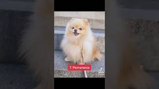 LAS 10 RAZAS PEQUEÑAS MÁS DE PERRO DEL MUNDO [upl. by Aretina]