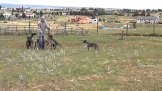 Deerhound Pups Update  14 Weeks Old [upl. by Ronyar]