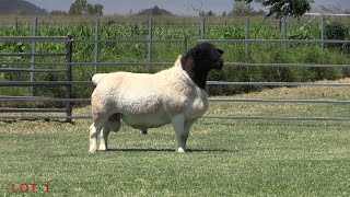 LOT 1  AMARULA DORPERS SALE RAM 2021 [upl. by Hyacinthie]