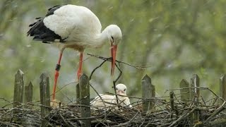 Störche 2016 Weisstorch White Stork Nest HünfeldGermany 26 April [upl. by Annissa]