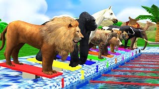 Counting Numbers Zoo Animals Swimming Race Fun Play Video [upl. by Lancey]