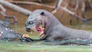 EL PODER DE LA NUTRIA GIGANTE VS jaguar caiman anaconda tortuga  LEY DEL MÁS FUERTE [upl. by Leahcir]