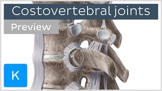 Costovertebral joints and ligaments preview  Human Anatomy  Kenhub [upl. by Verney816]