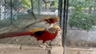 Bird Farm Islamabad Pakistan 🦜🦢 مزارع الطيور [upl. by Garnette180]